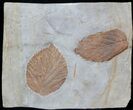 Two Fossil Leafs (Davidia, Beringiaphyllum) - Montana #37196-1